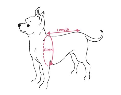 how to measure your dog
