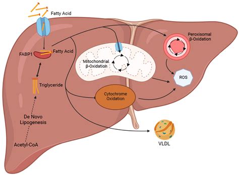 Liver Fat Extract at Ryan Hannum blog