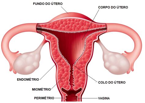 Como É O Útero Da Mulher - Útero humano - Anatomia e funções - Endométrio
