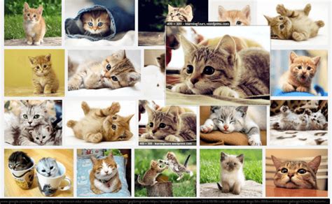 Meet Imagus, The Browser Add-on That Helps You Enlarge...