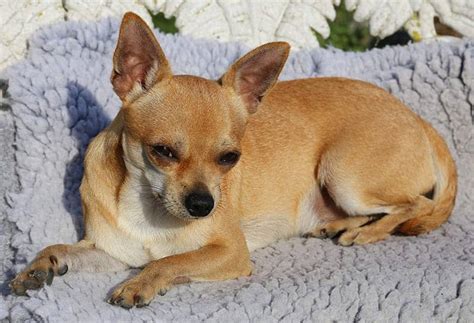 150+ Perfect Chihuahua Names - My Dog's Name