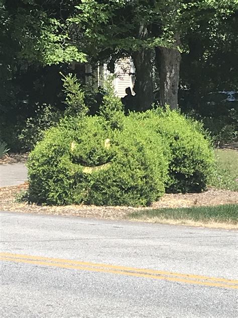 This bush is shaped like a caterpillar and has a face. : r