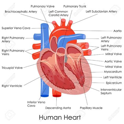 human heart anatomy diagram health images reference