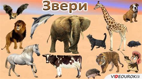 Урок окружающего мира на тему "Какие бывают животные." - YouTube