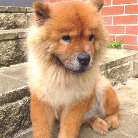 My cutest chow chow