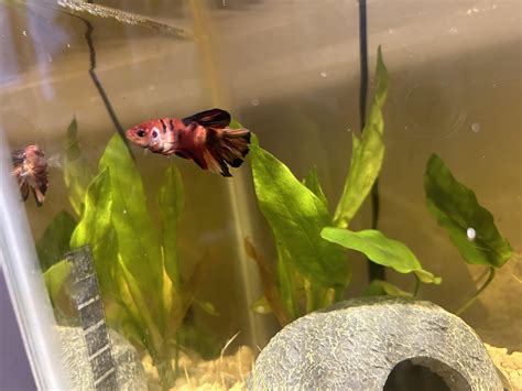 why is fish overweight for beginners 3