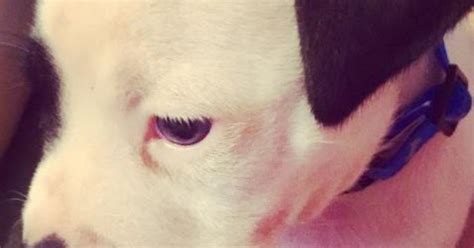 The Truth About Your New Pitbull Puppy