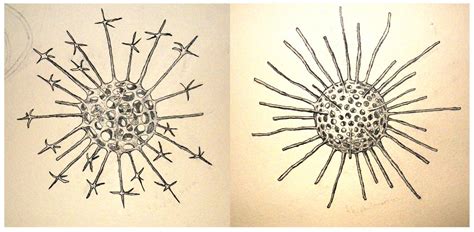 Phytoplankton Drawing at GetDrawings | Free download