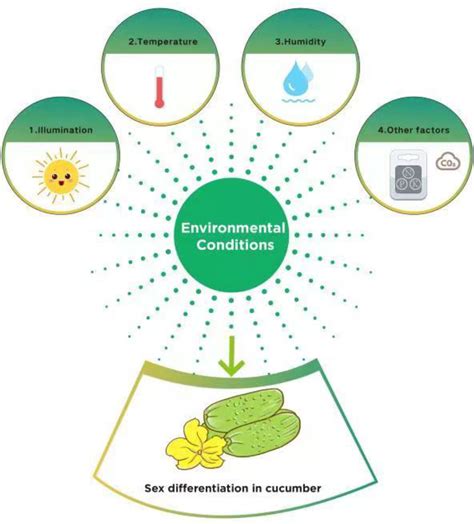 Frontiers | Advance in sex differentiation in cucumber