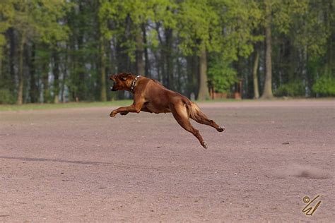 Flughund II Foto & Bild | tiere, haustiere, hunde Bilder auf fotocommunity