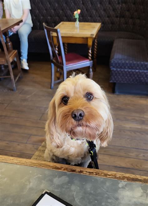 My new favourite customer : r/bartenders