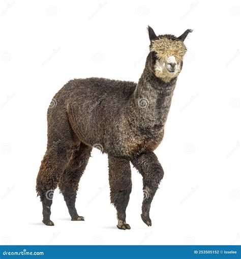 Side View of a Dark Rose Grey Alpaca Walking - Lama Pacos Stock Photo