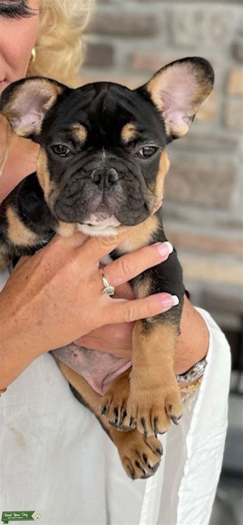 AKC Registered Exquisite Brindle Colored French Bulldog - Stud Dog in