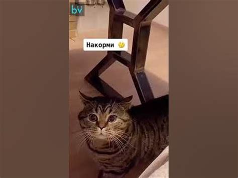 котик говорит накорми - YouTube