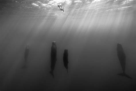 2-е место в категории Природа среди профессионалов, Monochrome Awards ...