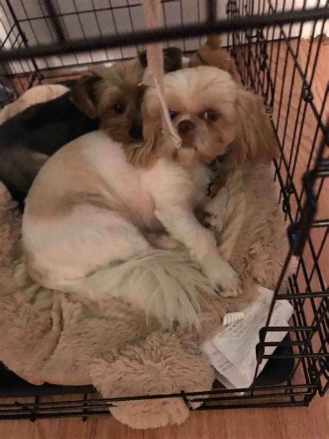 My shih tzu Daisy keeps scratching inside her ears. I clean them and put prosecutors drops in