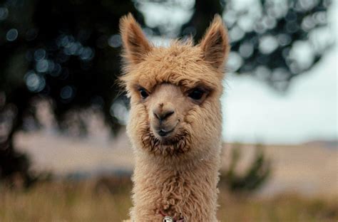 Pourquoi les lamas crachent-ils ? | Digital Travel