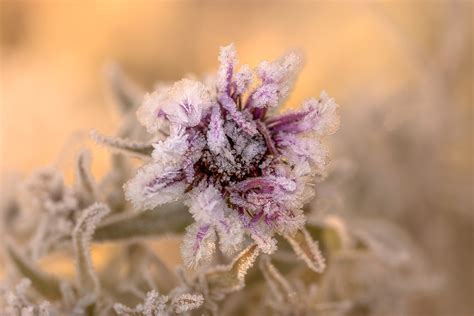Aster arbores autumnales, New York aster on Behance