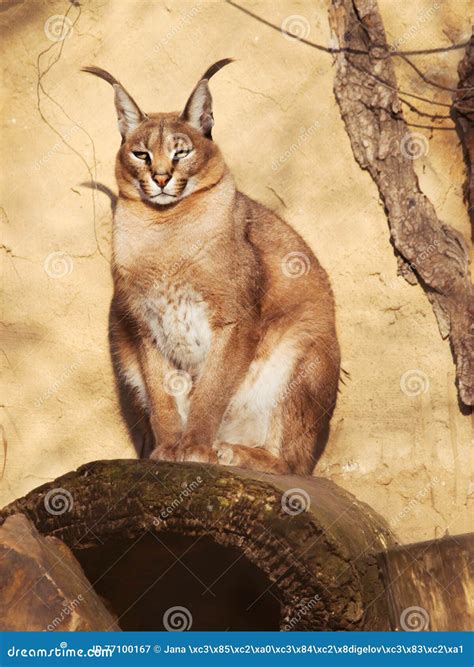 Domestic Lynx