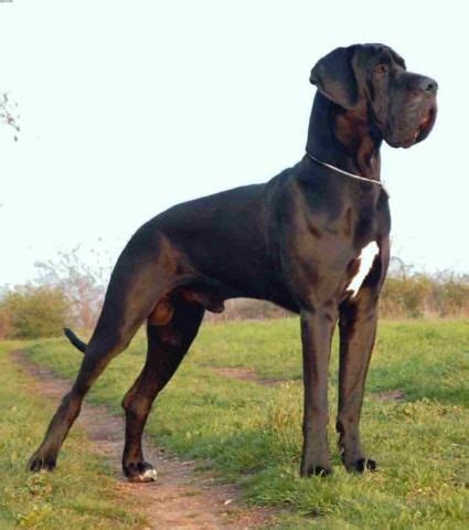 Nemecká doga