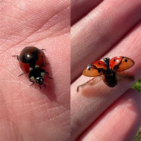 Ladybug with a see through shell and pattern | Scrolller