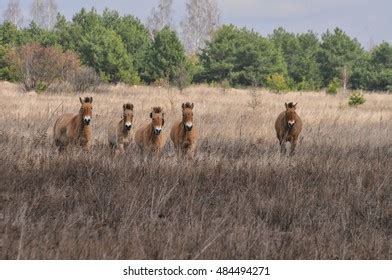 Przewalski Horses Chernobyl Exclusion Zone Stock Photo 484494271 ...