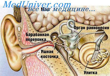 КТ анатомия структур пирамиды височной кости в норме. КТ анатомия ...