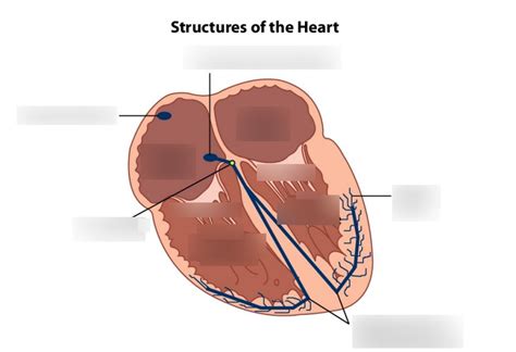 electrical components   heart diagram quizlet
