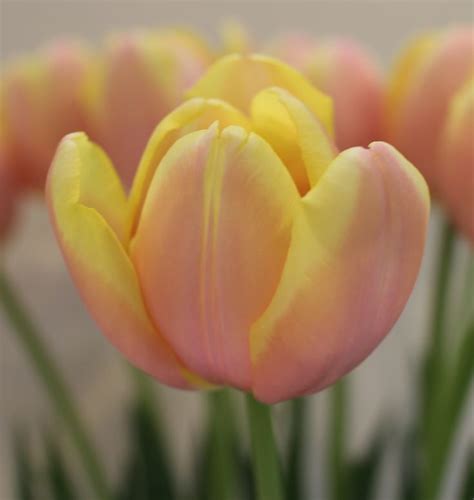 Tulip 'Mango Charm' | Flowers, Tulips, Daffodils