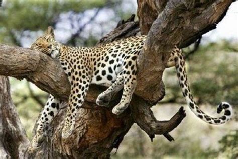Funny lazy animals