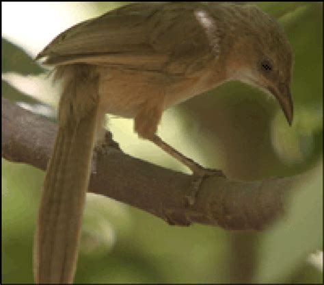 Bird Extinction Estimates May Be Too Low - Scientific American