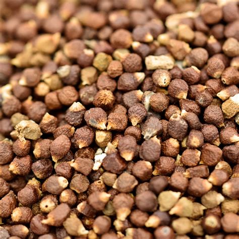 grains of paradise, whole Terra Spice Marketplace