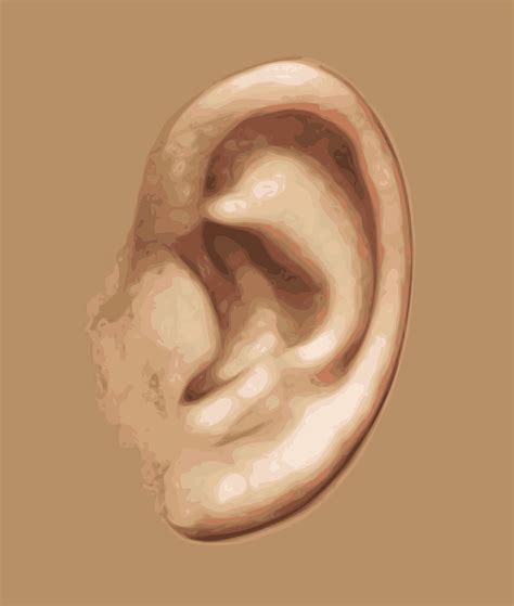 ear ear protection images pixabay