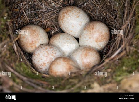 Red Robin Bird Eggs