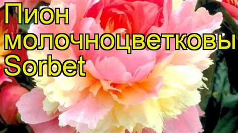 Пион молочноцветковый Сорбет (Sorbet). Краткий обзор, описание ...