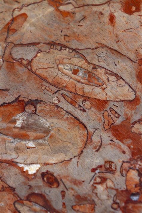 red fossiliferous limestone stock image image  ancient bulog