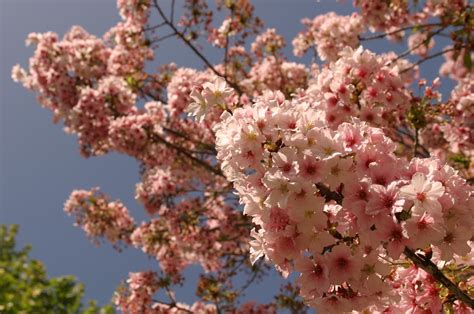1366x768 wallpaper | sakura tree | Peakpx