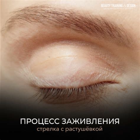 Плакат "Строение лицевой кости черепа", краткое описание ...