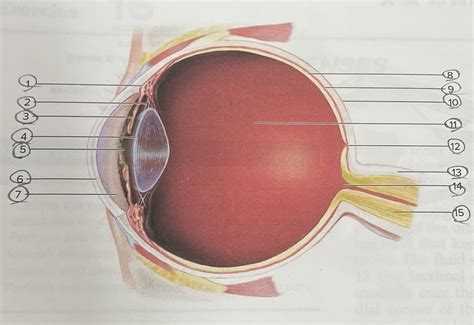 internal anatomy   eye diagram quizlet