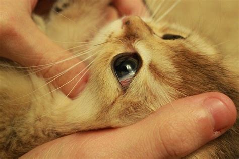 У кошки воспаление лимфоузлов - симптомы и лечение