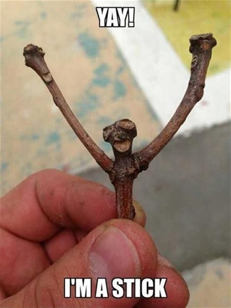 yay im  stick picture quotes