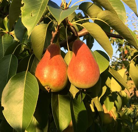 Куплю оптом грушу Конференцию и Яблунивську, Черновицкая обл — Agro-Ukraine