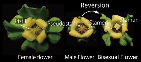 The century-long mystery of plant sexuality: Solving the problem and ...
