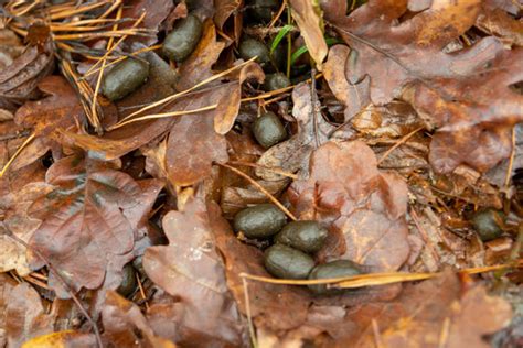 Hirschkot-Bilder: Stock-Fotos & -Videos. | Adobe Stock