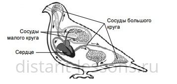 Класс птицы | Дистанционные уроки