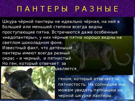 Пантера