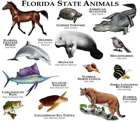 Florida State Animals Poster Print | Etsy