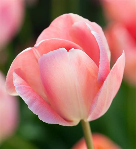 Tulipan Mystic van Eyck (10) | semina