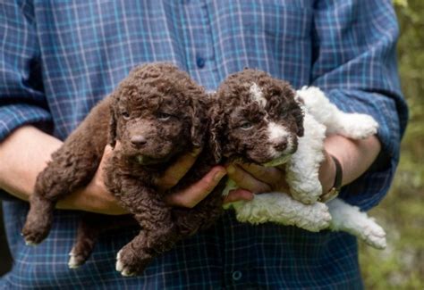 Very rare puppies, first of their breed born in the UK, nearly ready ...