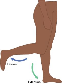 flexion  extension occur  joints flexion extension flexion